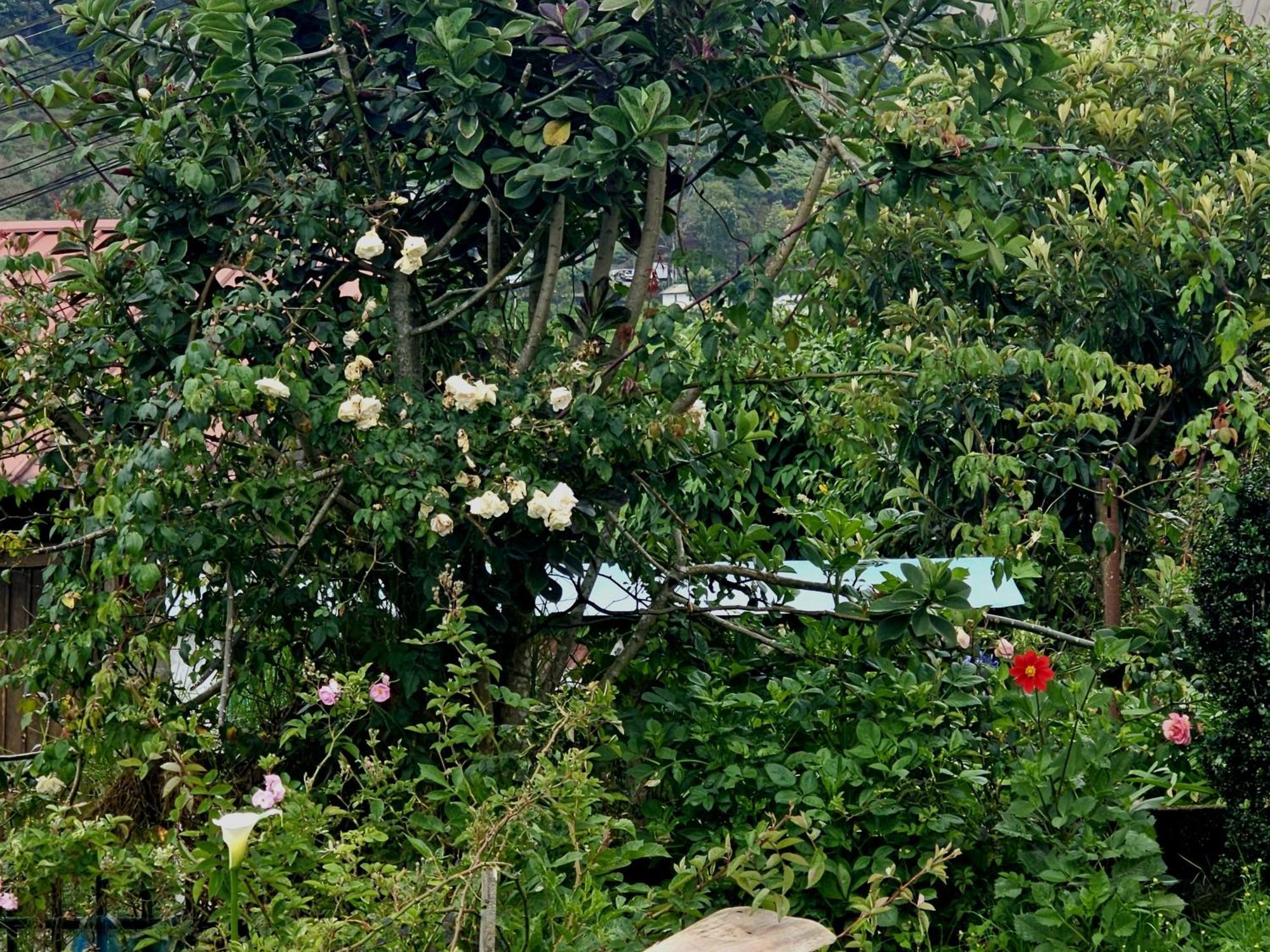 Haven Backpackers Vandrehjem Nuwara Eliya Eksteriør billede